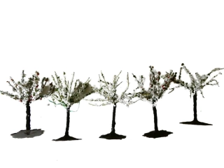Strom listnatý s kořeny kvetoucí - 5 ks ( 9 cm )